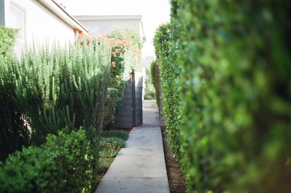 Side-yard walkway between a clipped hedge and layered planting